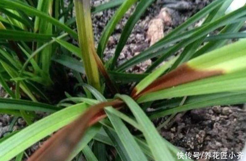 养兰花要学会“观察”，发现叶片上的5个“求救信号”，及时施救
