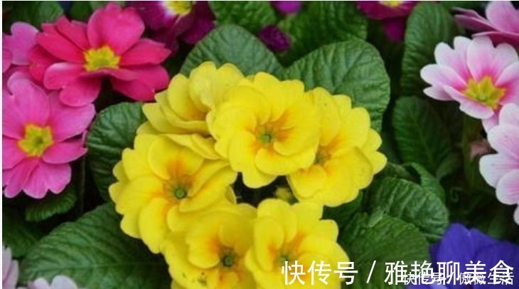 花色|美艳动人的3款花,花色美丽,香气四溢,四季都开花,养护也容易