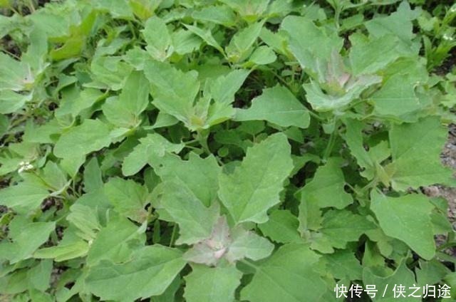 农村这种野草,有人用它炖鸡汤,有人用它来喂猪,殊不知价值极高