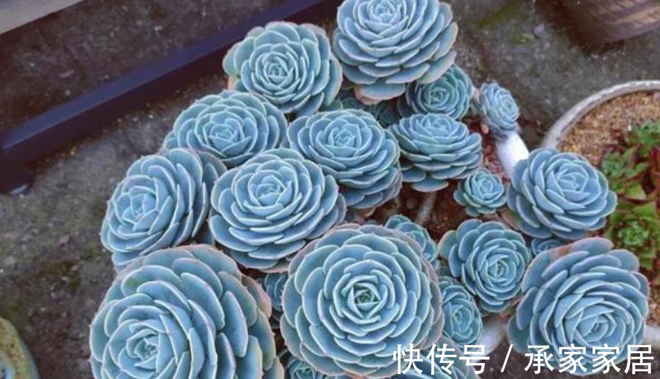 多肉|多肉玉蝶就是“懒胖子”，浇水越少长势越好，长成群生肉墩子