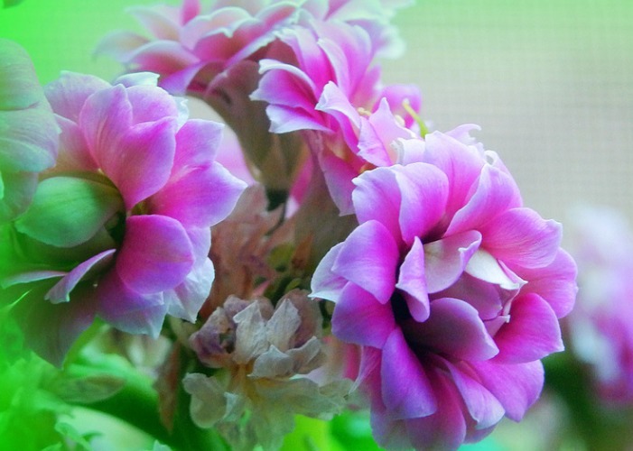 适合“懒人”花友养的几种花卉，无需过多打理，花开满枝头！