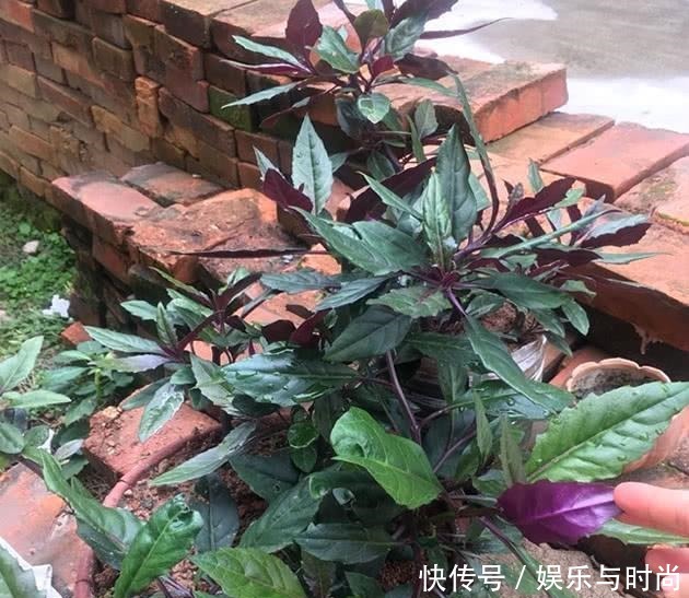 一种“补血菜”,是阳台种菜首选!盆栽上几盆,好看好吃,营养高!