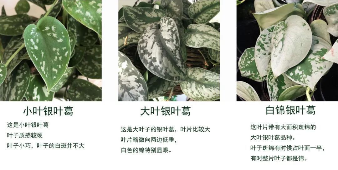 往绿萝的叶子上喷一种东西，可促进它开花，附绿萝品种大全