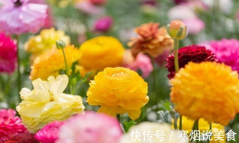 家庭养花成片种花毛茛,调剂好这3大因素,一开就一片花