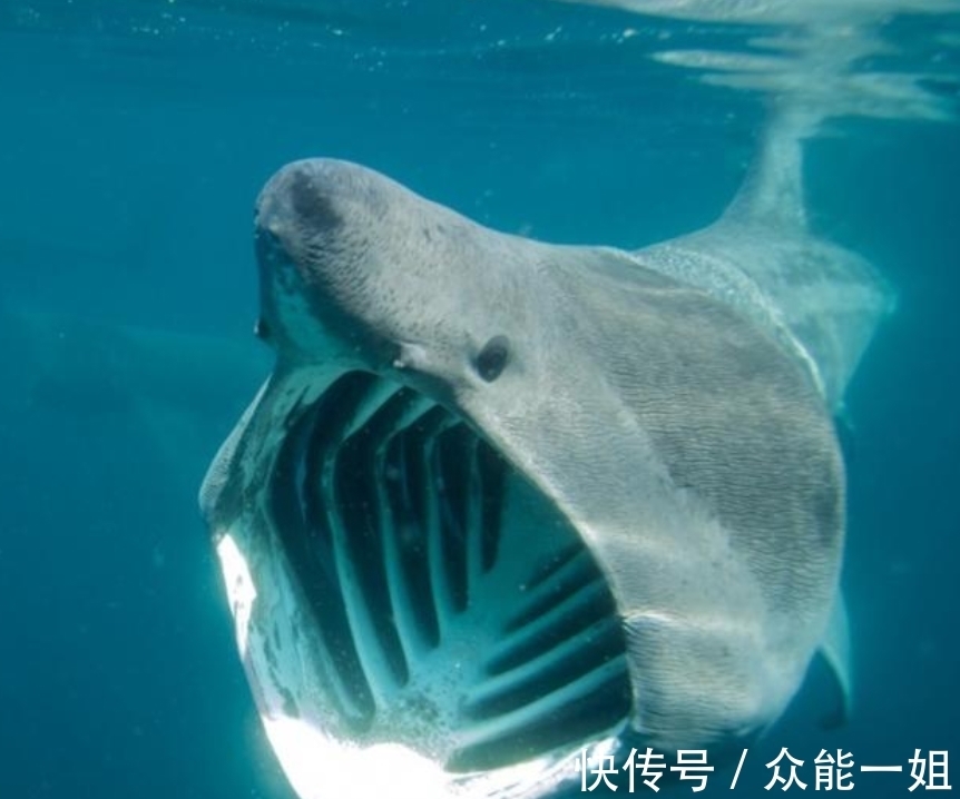雀鹰|完全冻结的木蛙，与人类指纹几乎相同的考拉，你不知道的生物知识