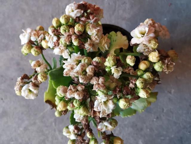 雨水|10种不能淋雨的花，淋完雨就死，盆栽养花注意事项