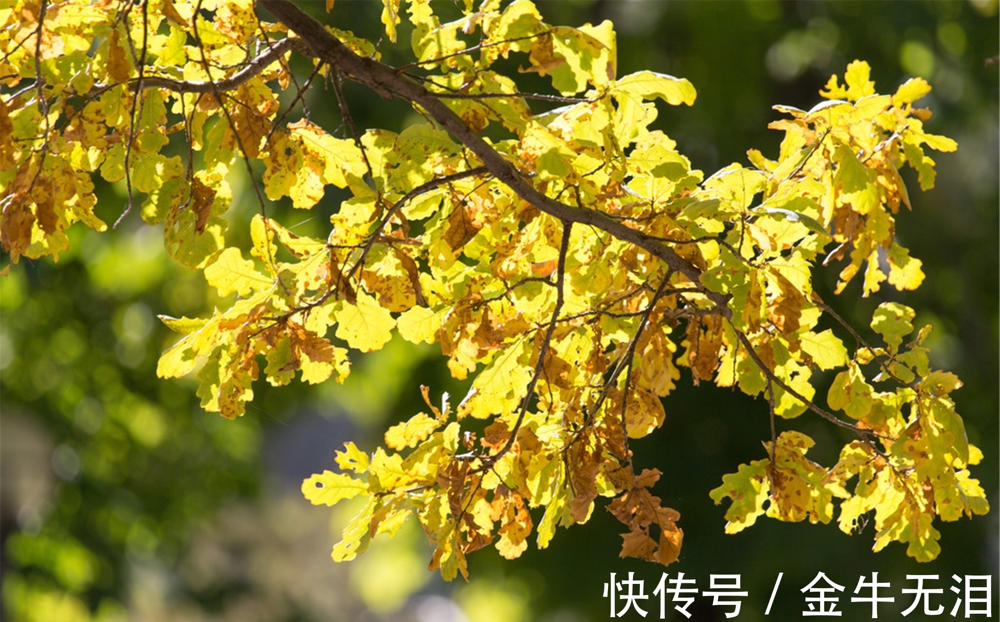 政楼|一首很独特的唐诗,属于杜牧诗中的精品,读过的人并不多