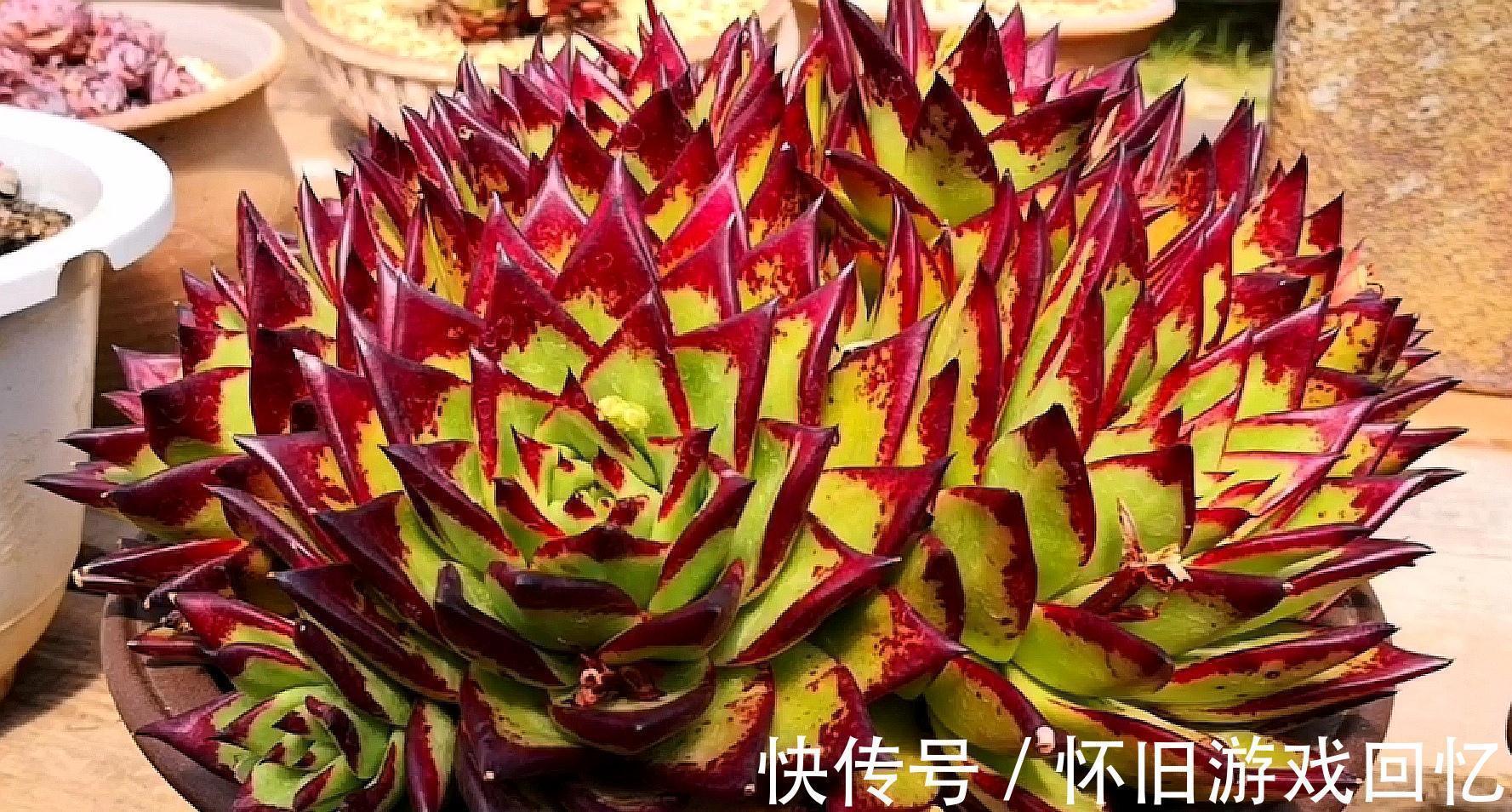 老桩|把多肉植物老桩养成艺术品,让你感受不一样的美