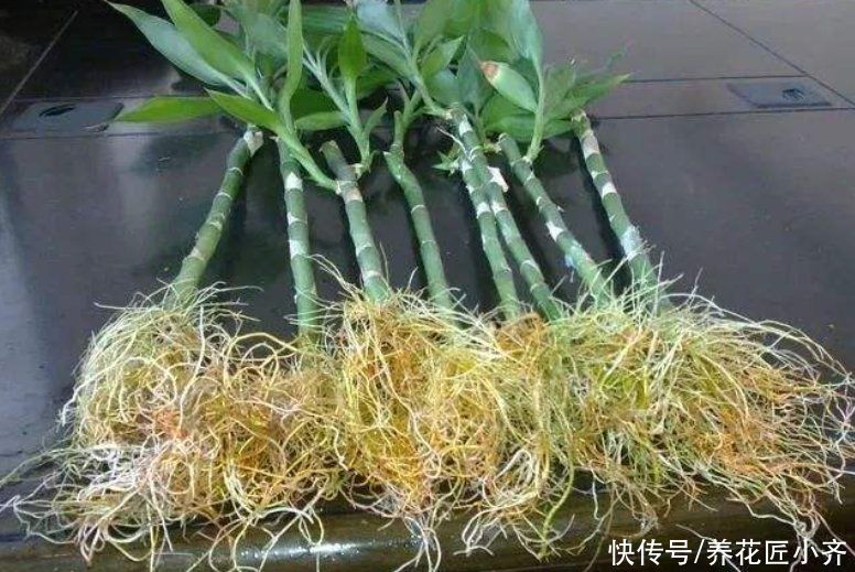 让8成养花新手都后悔的4个“妙招”,再看到别尝试