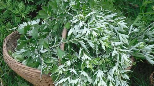 子宫|女人有子宫肌瘤,这6物要可劲吃,肌瘤或许会慢慢变小