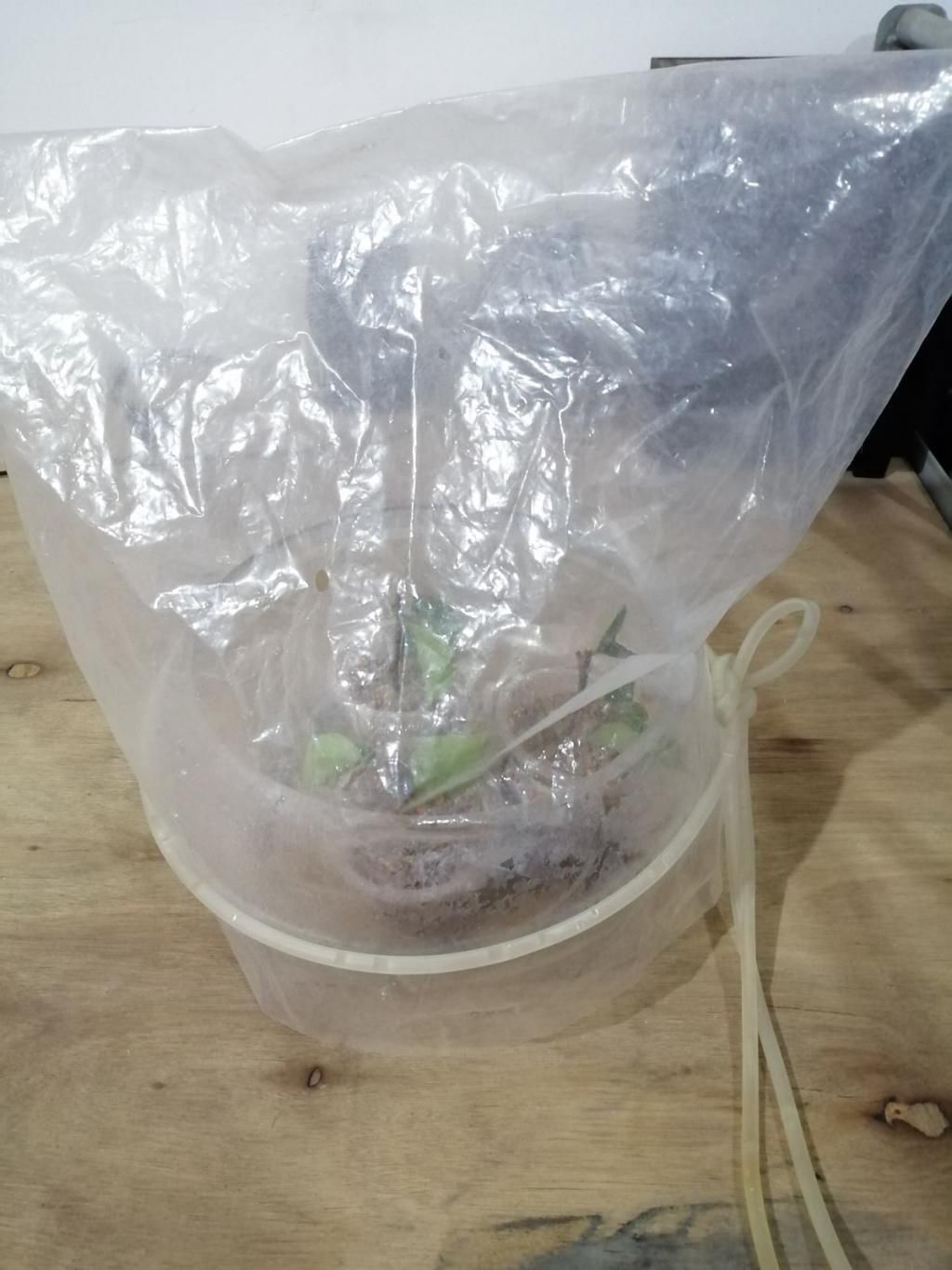 花友|塑料袋可是养花好东西，套住长寿花，咕噜咕噜冒花苞