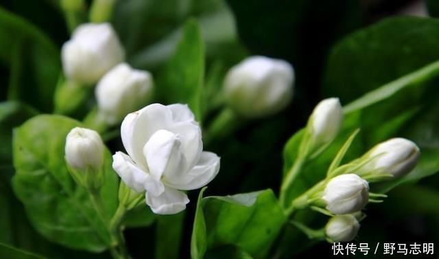 茉莉花只长叶子不开花是什么原因及解决办法