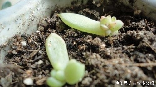 多肉发根后怎么办 多肉发根后可以浇水吗