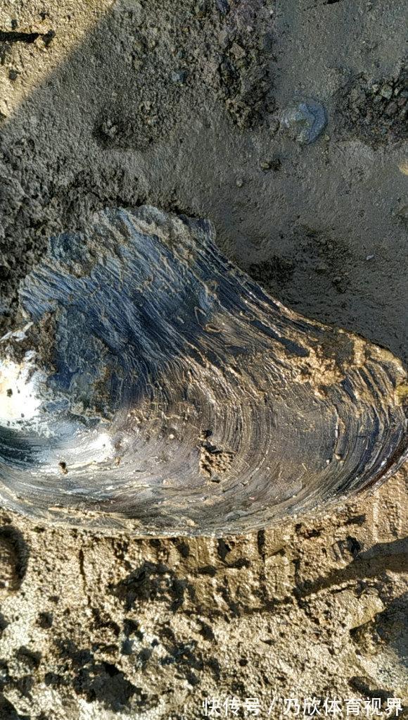 腥味|水库干涸大量“河鲜”搁浅淤泥，钓友捡回来一桶，这能吃？