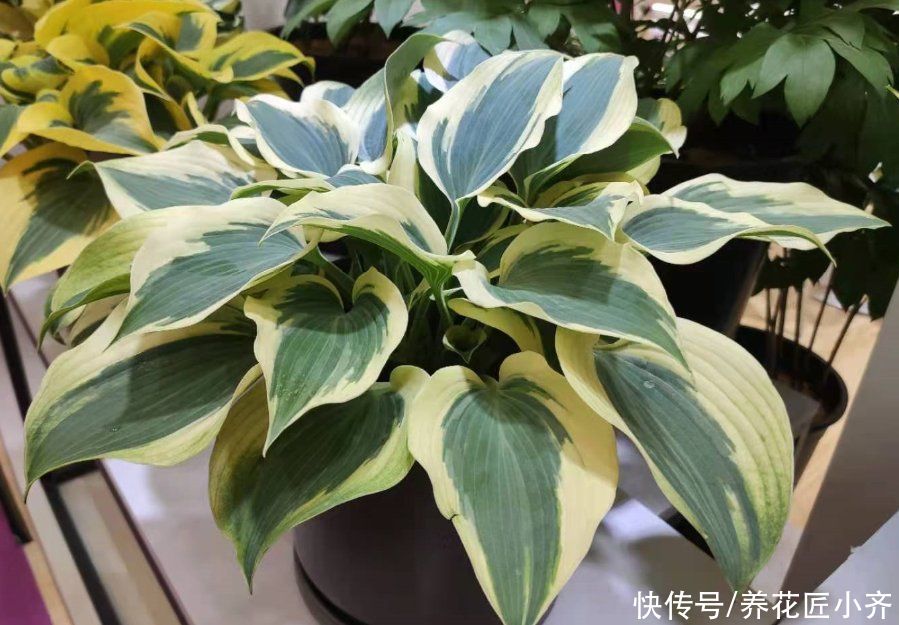 花土别再乱买了!搞不清养花环境,再好的土也烂根,自己配制最好