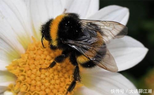 飞天 四种本来不该飞天的动物,却一次次完成了飞行壮举,不可思议