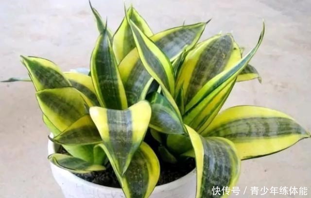 7种花“怕水”,浇水越多死得越快,管不住手的话,再有钱也别养!