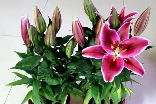 寓意|5种花“寓意不好”,再喜欢也别养在“室内”,快搬出去吧