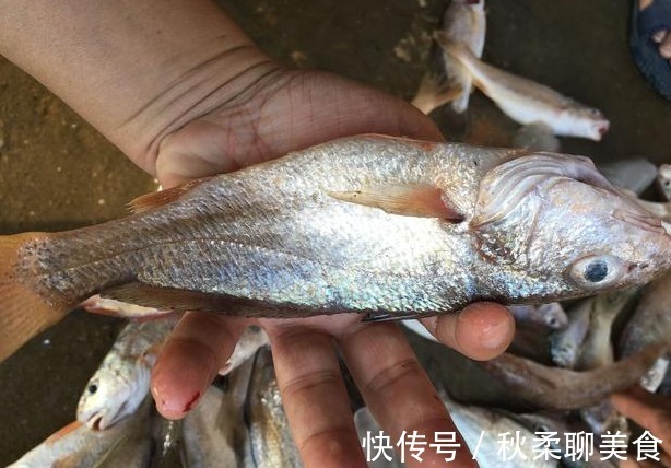 鱼肉|市面上“卖不掉”的死鱼去哪了?商家不小心说漏嘴,多数人都吃过