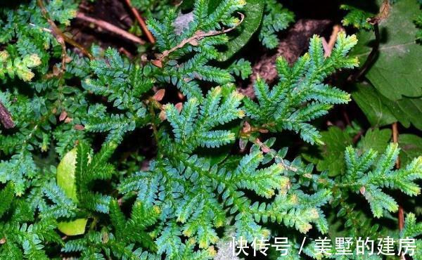 养花试试这几款，叶片如同彩云一般，四季长青