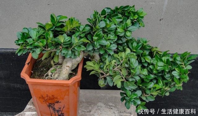 怎么让榕树盆景的根系快速变粗6种方法总有1种适合你，太棒了！