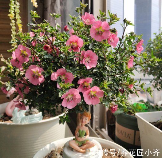 通风度|5种可以四季开花的植物，开花很美，花量很大，单朵花却只开一天