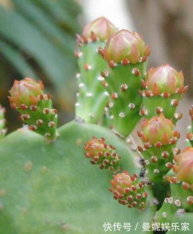 仙人掌|养了十多年,仙人掌都不变样,狠心来一刀,突然爆发开始猛长