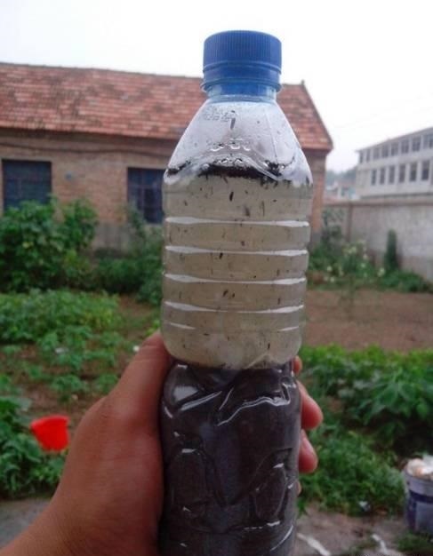 养花|每家都有的3种“钾肥”,给花盆浇一点,养根、又促果