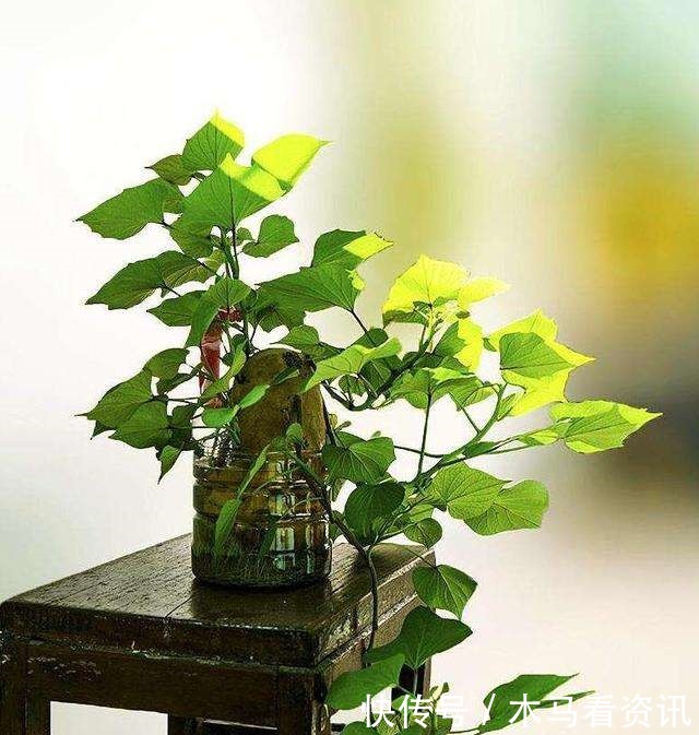 阳台养上“3种菜”，不仅观赏价值高，常吃还能远离“癌细胞”！