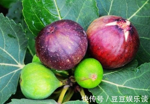 无花果|一把无花果,治好了我多年的鼻炎,2天见效,鼻炎一月去根不复发