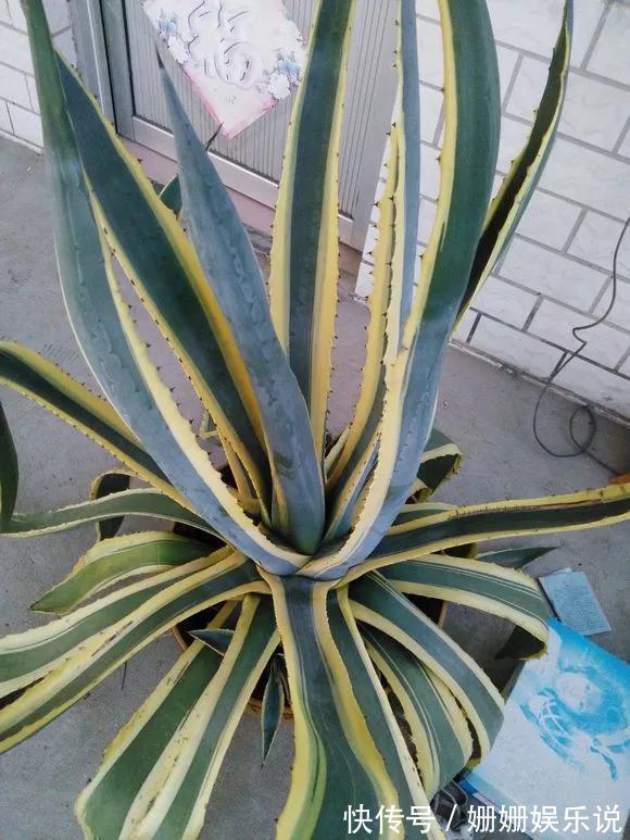 3种“丑花”,长得不怎么样,却能旺运镇宅,关键还好养