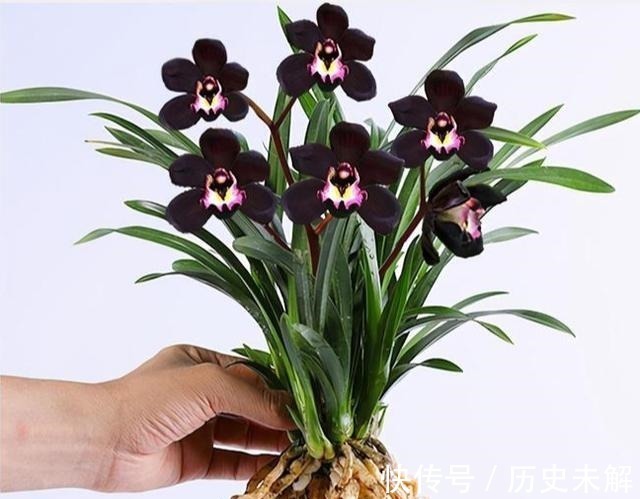 淡色调|这款兰花真奇怪,被誉为是兰花界的“黑魔法”,适合新手养护!