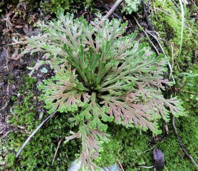 山崖上的1种“还魂草”,被称为“卷柏”,挖来当盆栽,变值钱