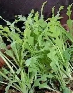 罂粟幼苗竟“撞脸”多种蔬菜！快来看看如何识别~