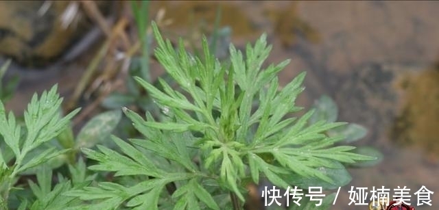教程|艾草的新吃法，加上5只鸭蛋，下锅一煎比吃肉还香，好吃极了