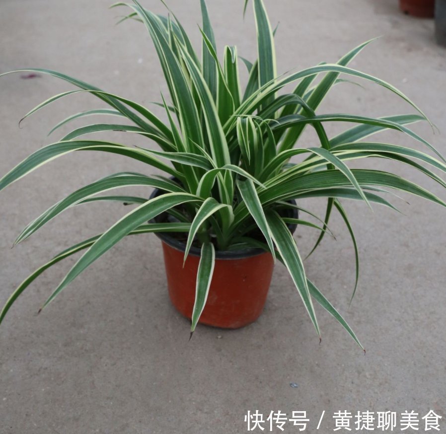 为什么吊兰总干尖？4个原因导致，对症下药好得快