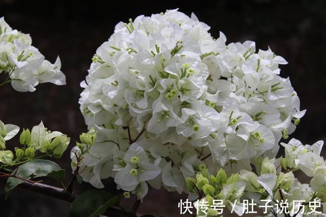 复合肥|天气越热，这些“开花劳模”表现越好，建议别停肥，否则花量减半