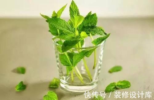 薄荷属|薄荷盆栽最近火了,那么该如何养护呢,有些要注意