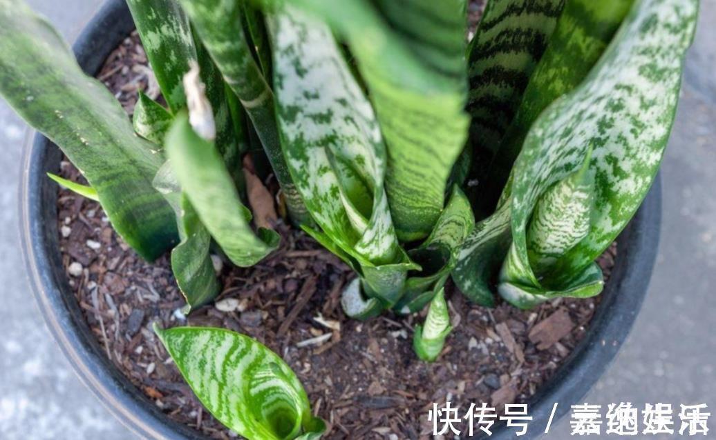 施肥|养虎皮兰不用施肥，教你2个方法，让它长得枝叶繁茂