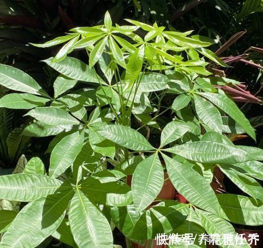 木醋液|发财树夏季养护“策略”,做好才能长势旺,特别是最后一点要舍得