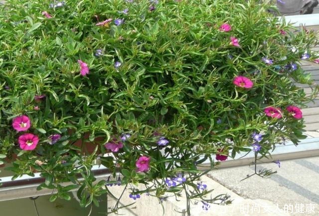 别再养绿萝、吊兰了,换上3种盆栽,既能观叶赏花又有益健康!
