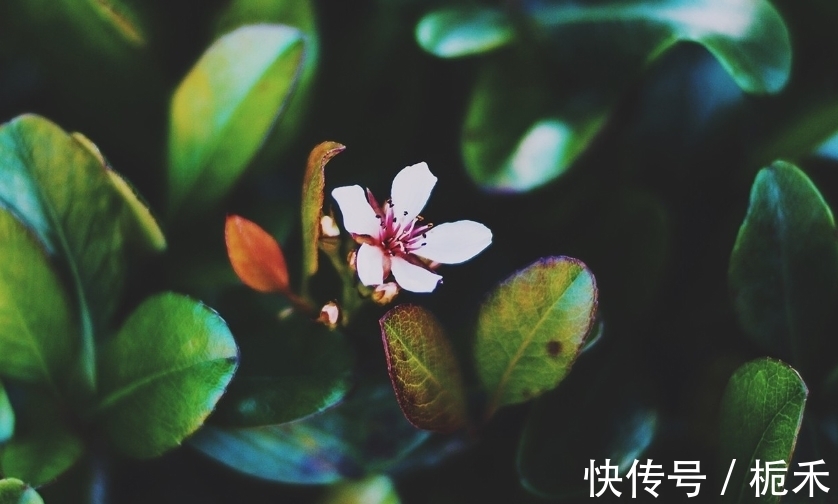 人缘|从本周六开始,五福临门,人缘爆棚,事业兴旺的三大星座