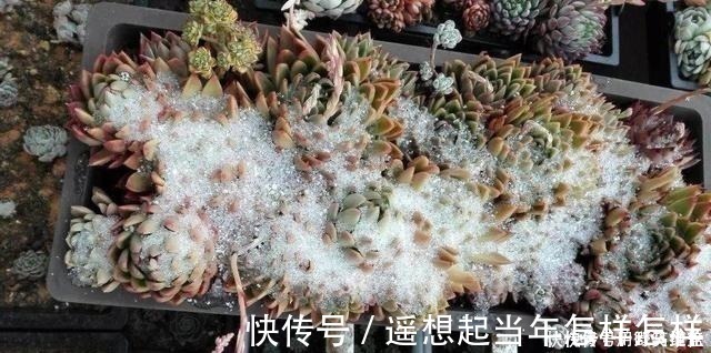 科研|你是在养多肉,不是在搞科研,低温露养要不得!