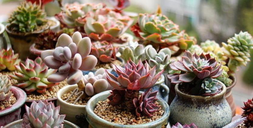 夏天养多肉,哪些时候不适合浇水?怎么浇水好?