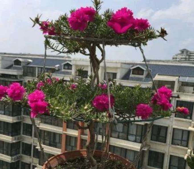 如何把“太阳花”养成一棵“小花树”？教你正确方法，年年都开花