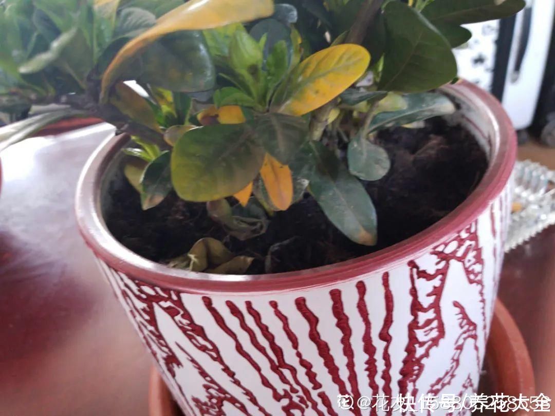 君子兰开完，会有3个“后遗症”，一定要重视