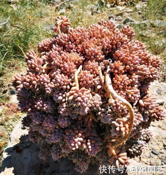 瞧瞧多肉大神的肉肉,盆盆是精品,棵棵价格不菲,你爱了吗
