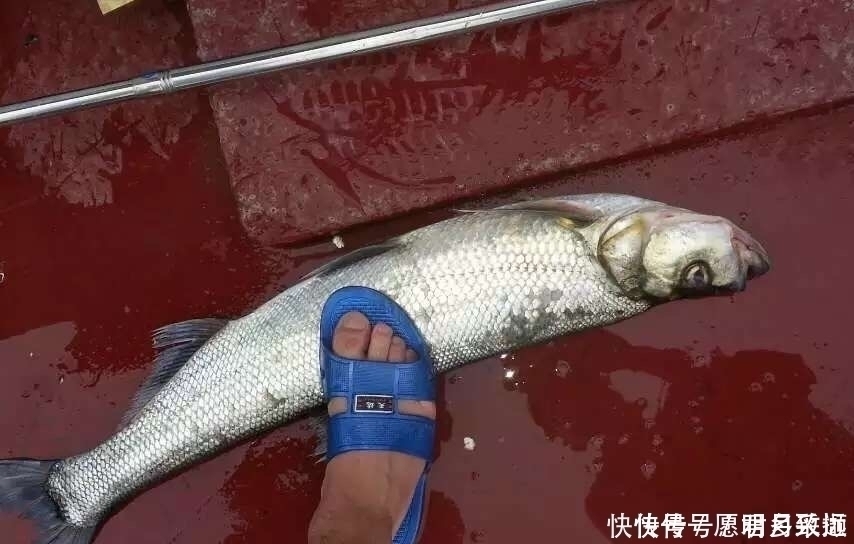 台钓|钓翘嘴子线长度如何选择台钓、筏钓各有不同,特别钓玉米有讲究