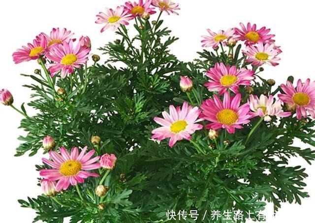 花卉|三种盆栽,花开一茬又一茬,便宜还好养,养一盆全年有花赏!