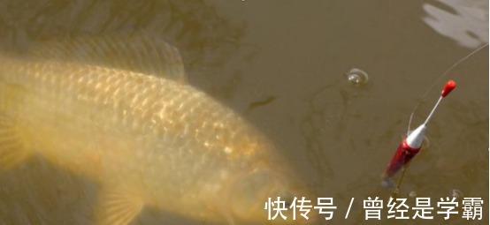 端午后别用蚯蚓了，70岁老渔翁教你3招，新手10分钟钓上10斤大鱼！